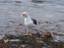 Squawking seagull